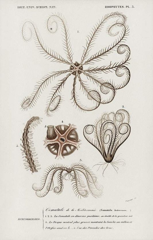 Comatula Mediterranea illustrated by Charles Dessalines D' Orbigny