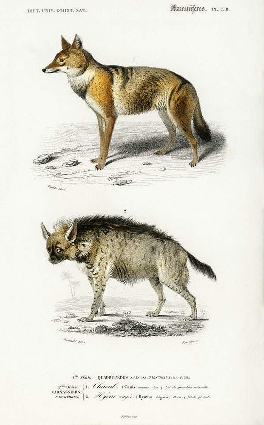 Golden Jackal and Striped hyena illustrated by Charles Dessalines D' Orbigny