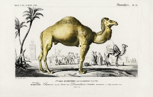 Camel (Camelus) illustrated by Charles Dessalines D' Orbigny