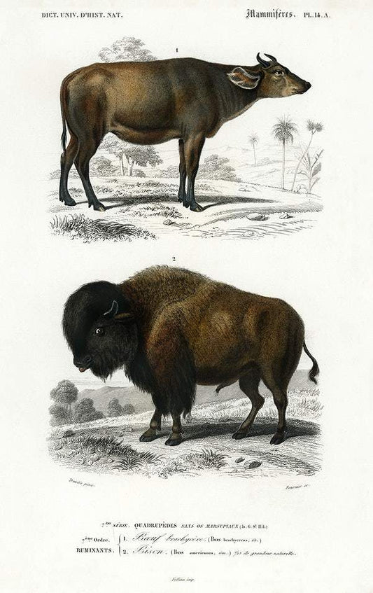 Cow and Bison illustrated by Charles Dessalines D' Orbigny