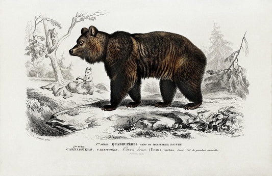 Brown Bear (Ursus Arctos) illustrated by Charles Dessalines D' Orbigny