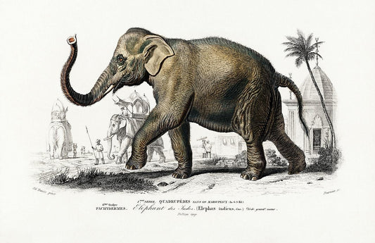 Asiatic elephant (Elephas maximus) by Charles Dessalines D' Orbigny