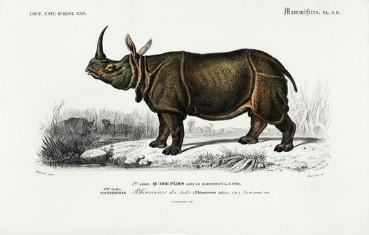 Indian rhinoceros (Rhinoceros unicornis) illustrated by Charles Dessalines D' Orbigny