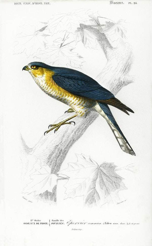 Eurasian sparrowhawk (Accipiter nisus) illustrated by Charles Dessalines D' Orbigny