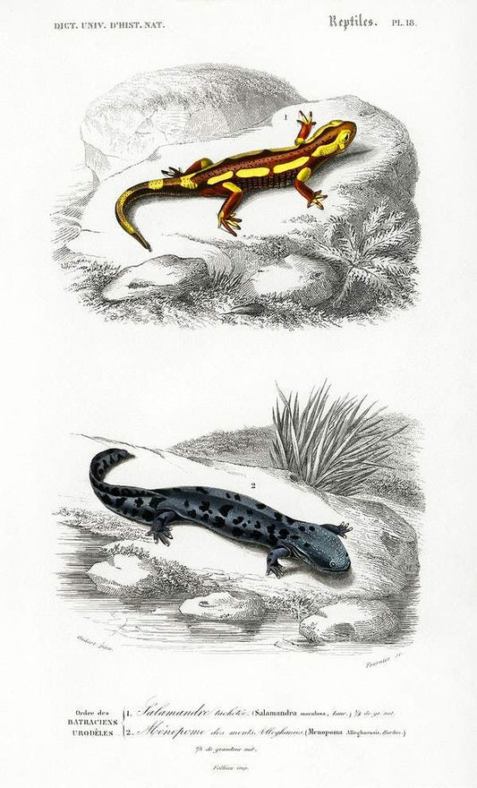 Fire Salamander and Hellbender Salamander by Charles Dessalines D' Orbigny