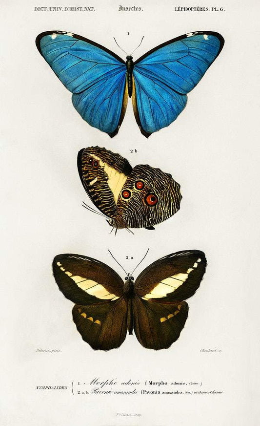 Different types of butterfly illustrated by Charles Dessalines D' Orbigny