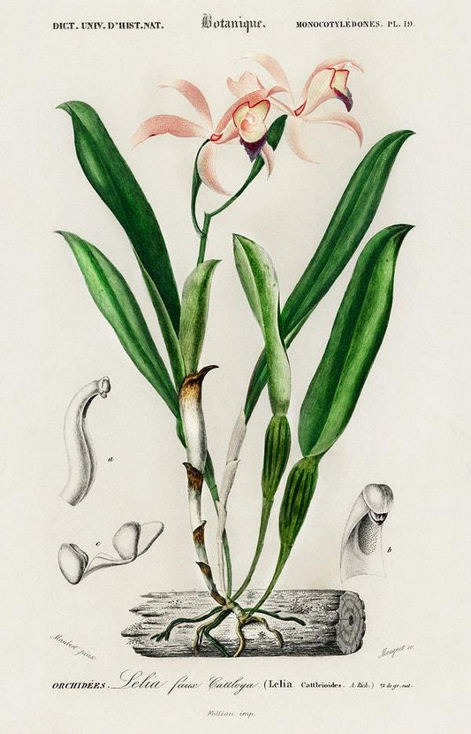 Lelia cattleioides illustrated by Charles Dessalines D' Orbigny