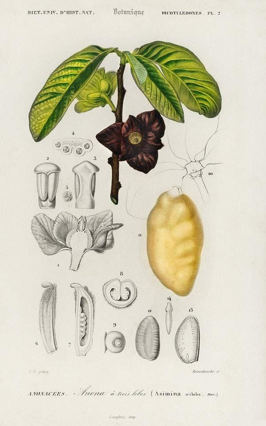 Asimina triloba illustrated by Charles Dessalines D' Orbigny