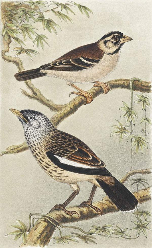 Twee vogels op takken (1878–1917) print in high resolution by Theo van Hoytema