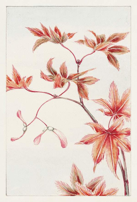 Branch of Momiji maple tree with leaves and seeds during 1870–1880 by Megata Morikaga