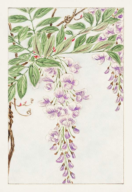 Wisteria vine with leaves and blossoms during 1870–1880 by Megata Morikaga