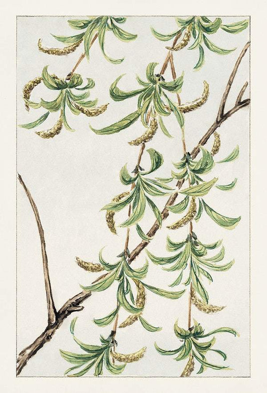 Yanagi (willow) during 1870–1880 by Megata Morikaga