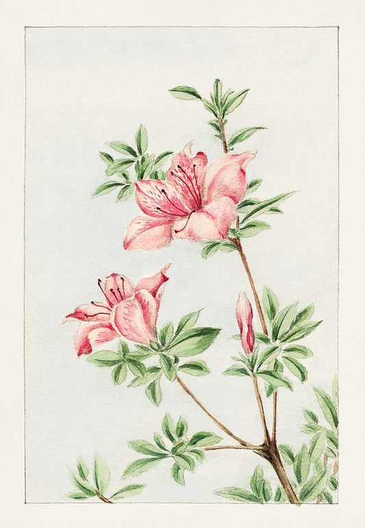 Tsutsuji rhododendron Judicum (azalea) during 1870–1880 by Megata Morikaga