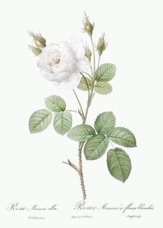 White Moss Rose by Pierre-Joseph Redouté (1817-24)