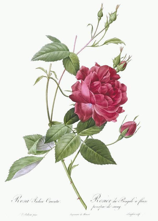 Blood-Red Bengal Rose by Pierre-Joseph Redouté (1817-24)