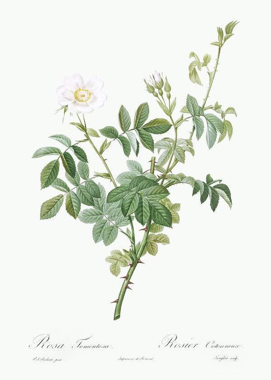 White Downy Rose by Pierre-Joseph Redouté (1817-24)
