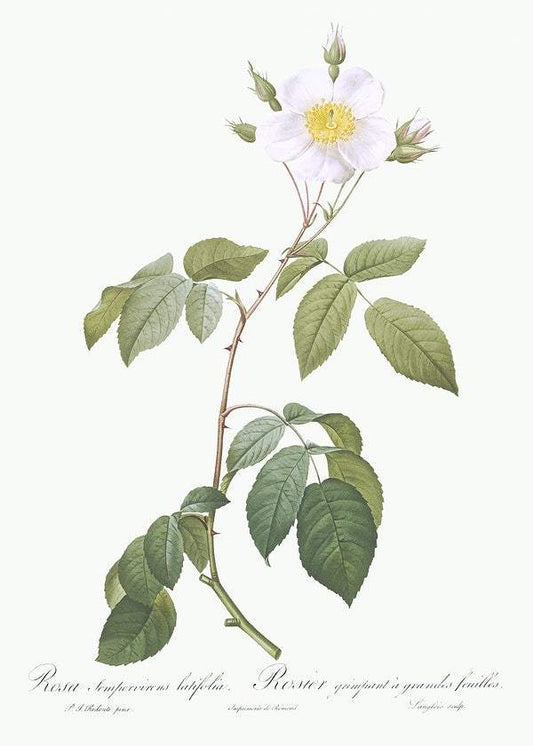 Big-Leaved Climbing Rose by Pierre-Joseph Redouté (1817-24)