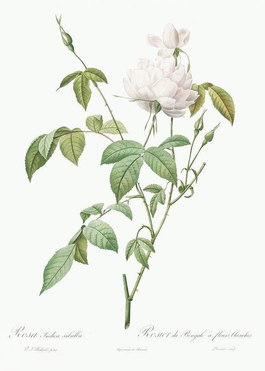 Variety of Monthly Rose by Pierre-Joseph Redouté (1817-24)