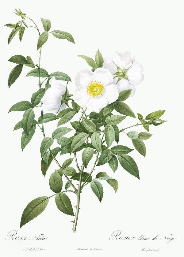 Cherokee Rose by Pierre-Joseph Redouté (1817-24)