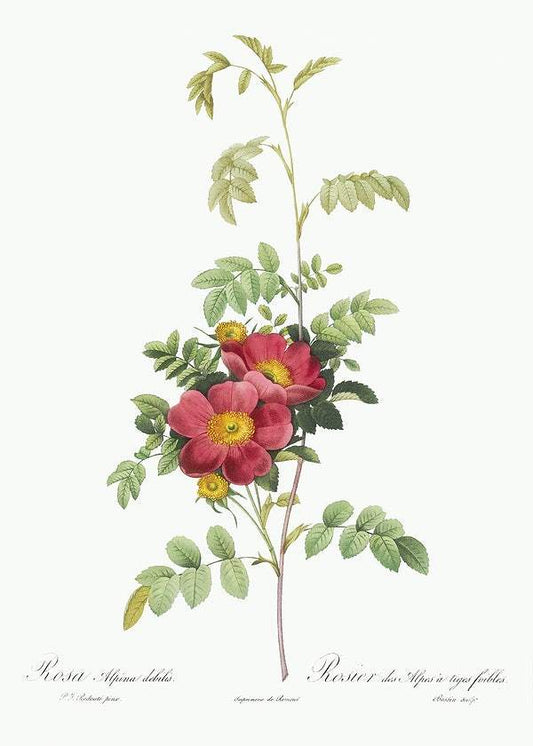 Alpine Rose by Pierre-Joseph Redouté (1817-24)