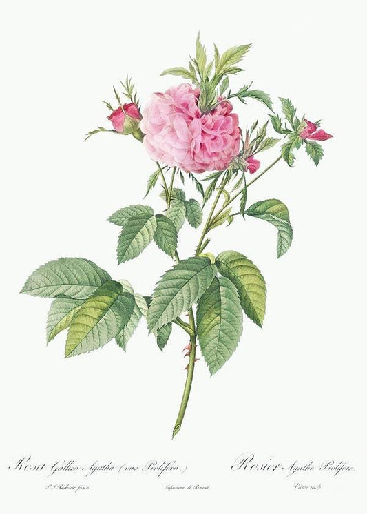 Agatha rose by Pierre-Joseph Redouté (1817-24)