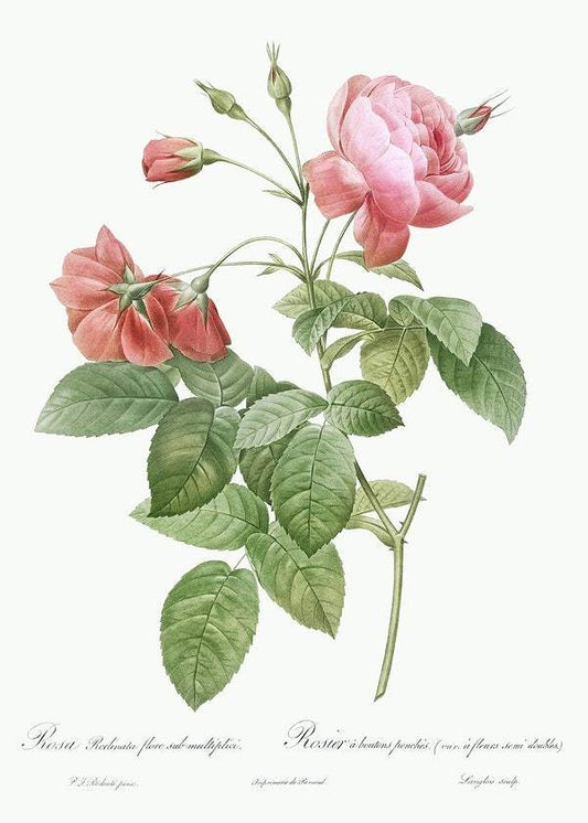 Boursault Rose by Pierre-Joseph Redouté (1817-24)