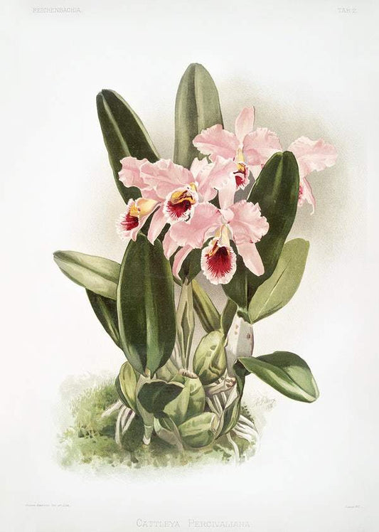 Cattleya Percivaliana by Frederick Sander