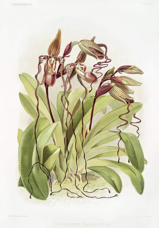 Cypripedium sanderianum by Frederick Sander