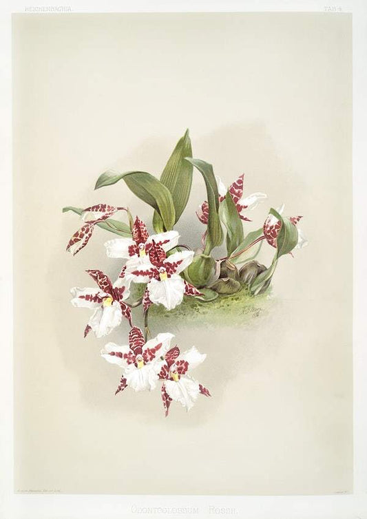 Odontoglossum rossii by Frederick Sander