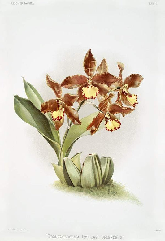 Odontoglossum insleayi splendens by Frederick Sander