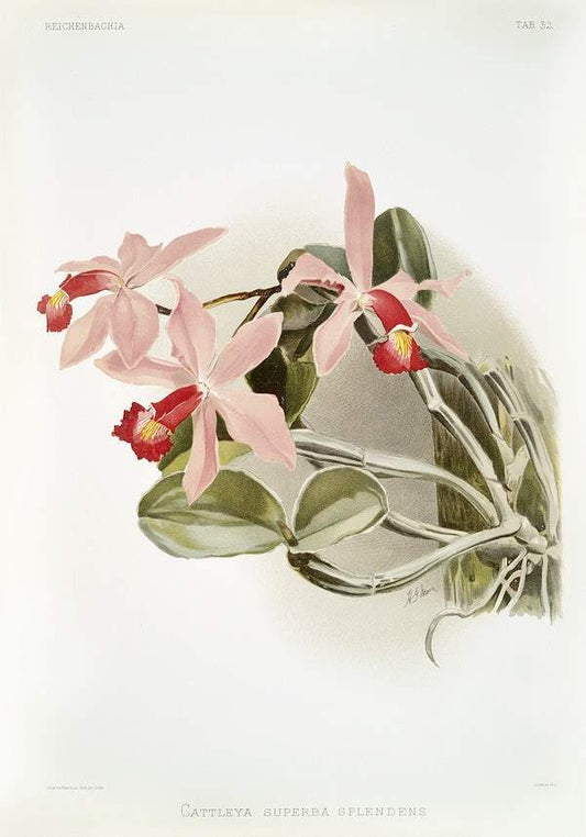 Cattleya superba splendens by Frederick Sander