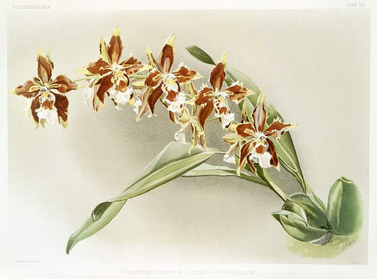 Odontoglossum luteo-purpureum by Frederick Sander