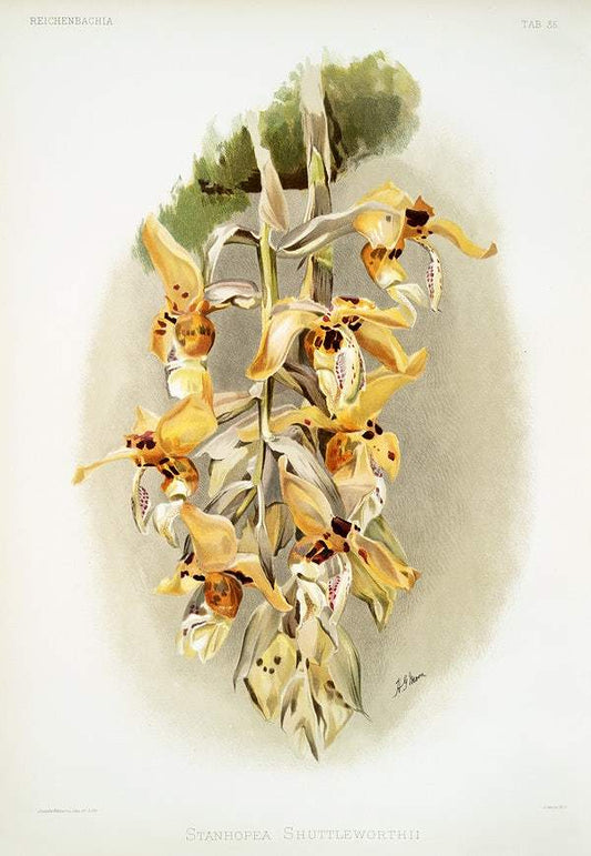 Stanhopea shuttleworthii by Frederick Sander