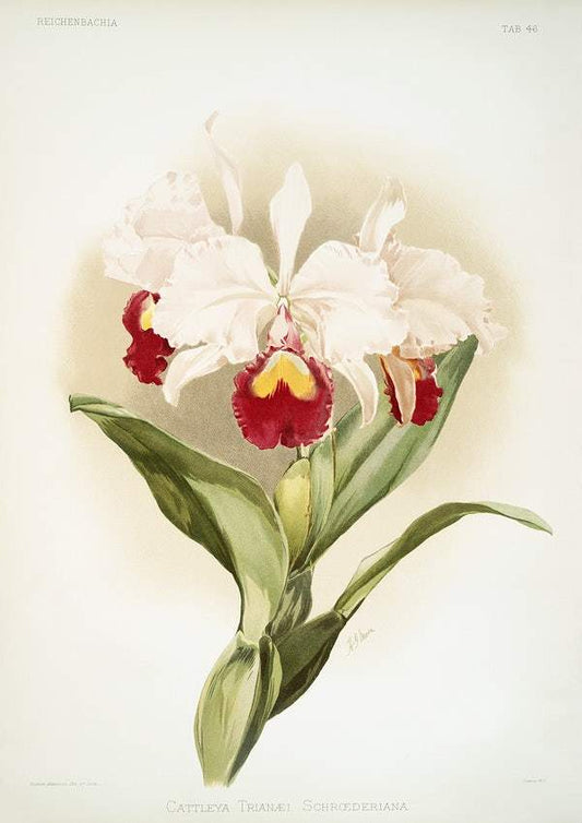 Cattleya trianaei schroederiana by Frederick Sander