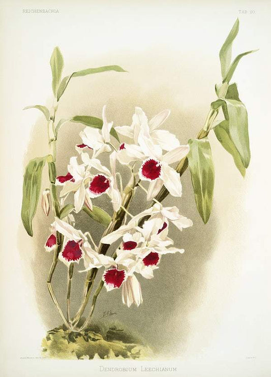 Dendrobium leechianum by Frederick Sander