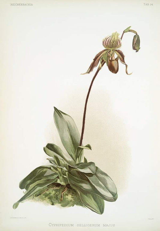 Cypripedium selligerum majus by Frederick Sander