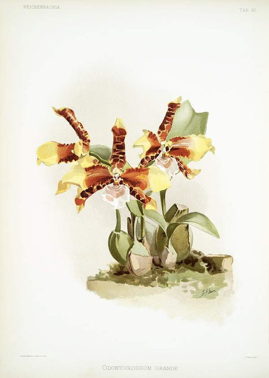 Odontoglossum grande by Frederick Sander