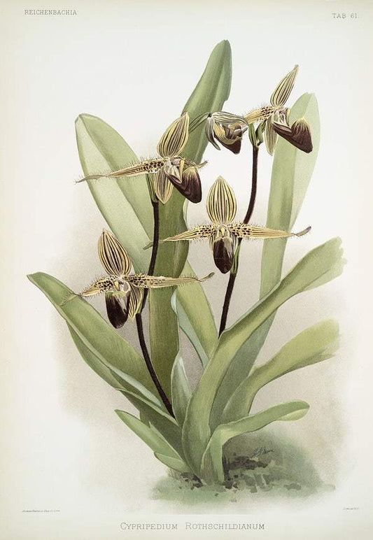 Cypripedium rothschildianum by Frederick Sander