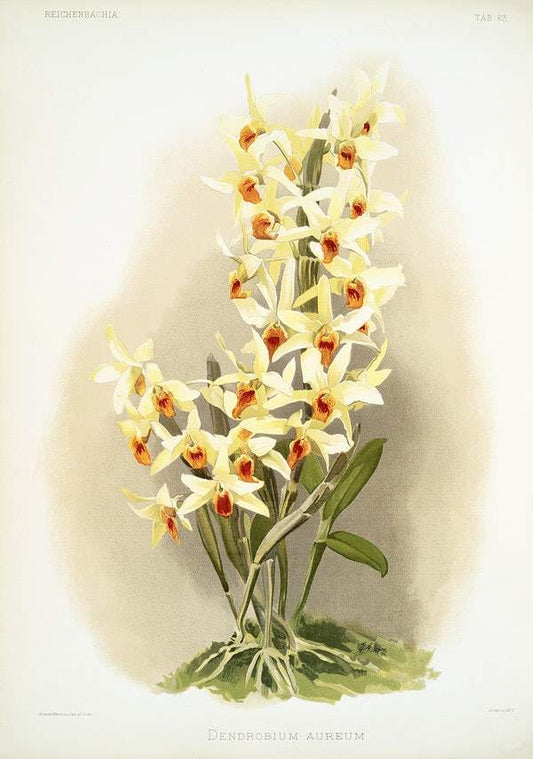 Dendrobium aureum from Reichenbachia Orchids (1888-1894) illustrated by Frederick Sander