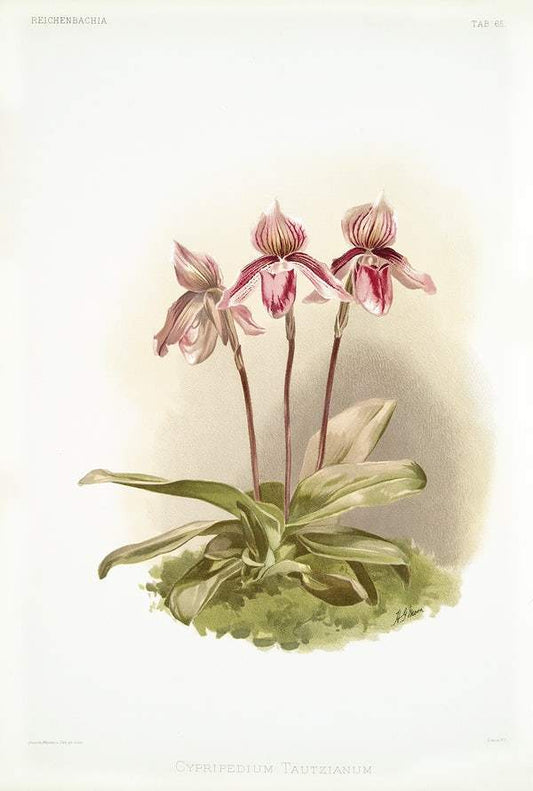 Cypripedium tautzianum by Frederick Sander