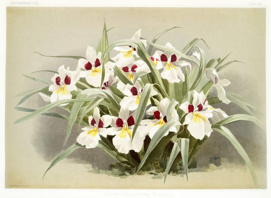 Odontoglossum roezlii by Frederick Sander