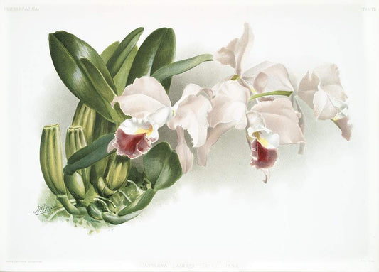 Cattleya labiata gaskelliana by Frederick Sander