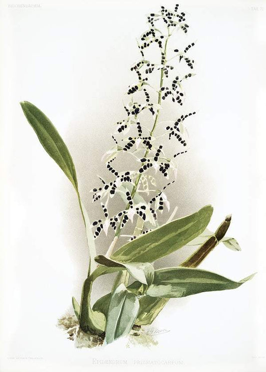 Epidendrum prismatocarpum by Frederick Sander