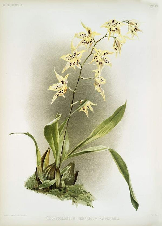 Odontoglossum hebraicum aspersum by Frederick Sander