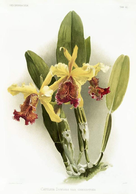 Cattleya dowiana var chrysotoxa by Frederick Sander