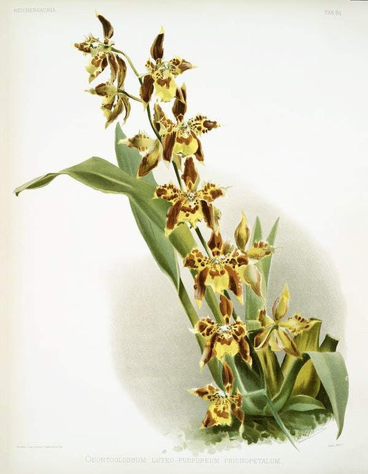 Odontoglossum luteo-purpureum prionopetalum by Frederick Sander