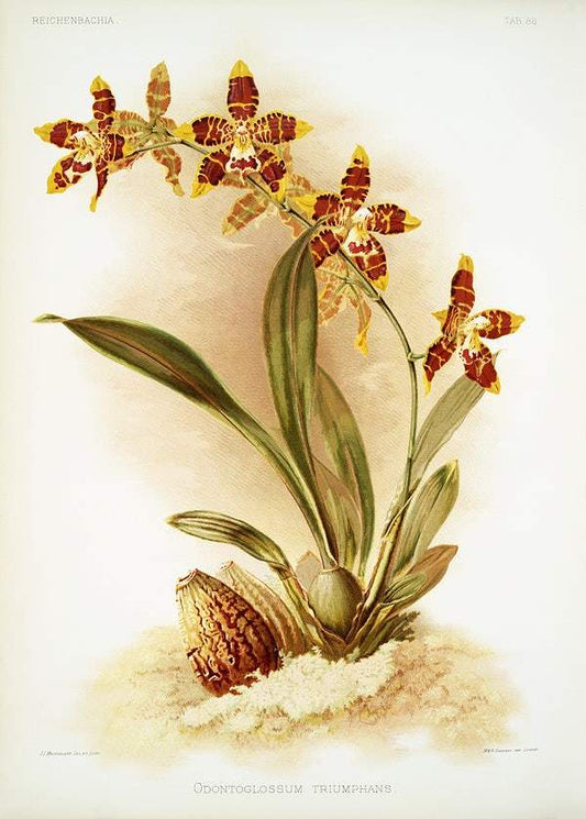 Odontoglossum triumphans by Frederick Sander