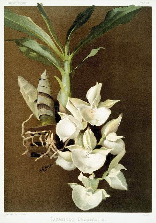 Catasetum bungerothii by Frederick Sander