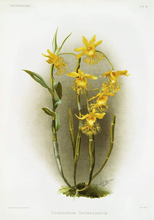 Dendrobium brymerianum by Frederick Sander