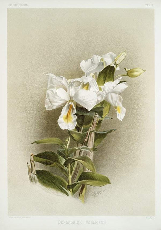 Dendrobium formosum by Frederick Sander